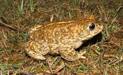 Natterjack toad has a distinctive yellow stripe down its back (Sam Dyer)
